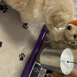 Golden Retriever Puppies from Golden Wise