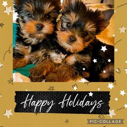 Yorkshire Terrier Puppies from Essence of Grace Yorkies