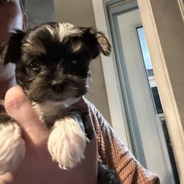 Girl 1 - Black and tan female Yorkshire Terrier puppy in Grant Town, West Virginia from Lauren's Yorkshire Terriers
