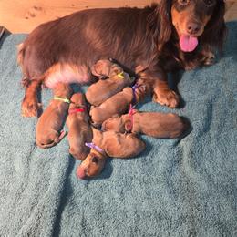 Coming soon - Red male Dachshund puppy in Blair, Oklahoma from North Fork Doxies-Okla