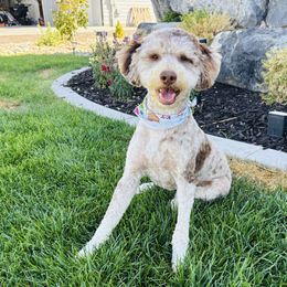 Bernedoodle puppies from Salty Point Doodles
