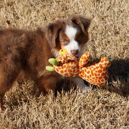 Red Merle 1 - Red merle male Miniature Australian Shepherd puppy in Lawton, Oklahoma from Lindsey’s Aussies