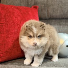 Skor Lavender girl - Lavender female Pomsky puppy in Enid, Oklahoma from Mile Hi Pomskies