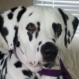 Dalmatians from Hillcreek Dalmatians