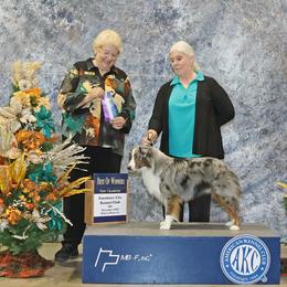 Miniature American Shepherd and Miniature Australian Shepherd Puppies from Taylor Made Aussies  & Taylor Made Miniature American Shepherd