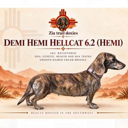 Hemi - Dachshund
