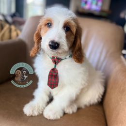 Butter Pecan - Parti male Goldendoodle puppy in Marion, Ohio from Doodles & Doxies