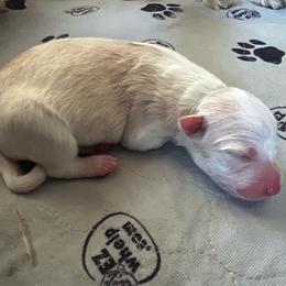 Mustard - Gold merle female Border Collie puppy in Franklin, Maine from Broad Meadow Borders