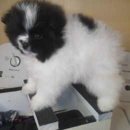 Pomeranian puppies from Ruby’s Pomeranians
