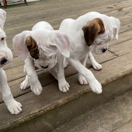 Boxer Puppies from Nancy Baeten