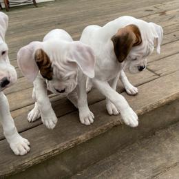 Boxer Puppies from Nancy Baeten