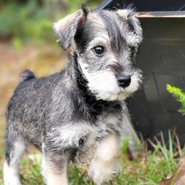 Miniature Schnauzers from Claddagh Paws