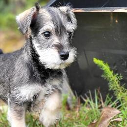 Miniature Schnauzers from Claddagh Paws