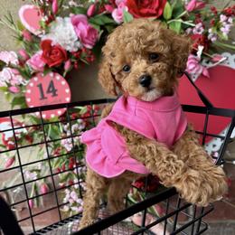 Bernedoodle, Cavalier King Charles Spaniel, Cavapoo, Goldendoodle, and Poodle Puppies from Gypsi Doodles & Poodles LLC.