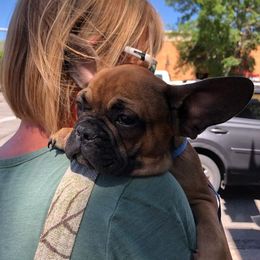 French Bulldogs from Excuse My Frenchie Co
