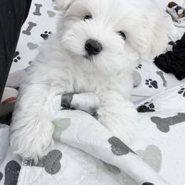AKC - Top-quality Maltese with outstanding genetics - White male Maltese puppy in San Mateo, California from AKC Maltese California