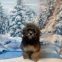 Rugaru - Gold sable female Lowchen puppy in Grand Rapids, Michigan from Lionkru Lowchen and Standard Poodles