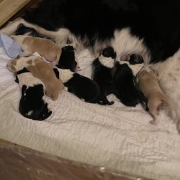Border Collie Puppies from Dragonfly DGL BC Puppies (Champion Lineage)