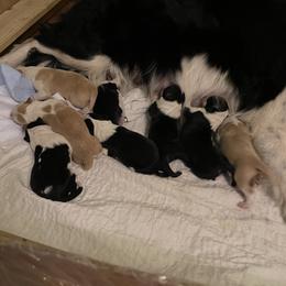 Border Collie Puppies from Dragonfly DGL BC Puppies (Champion Lineage)