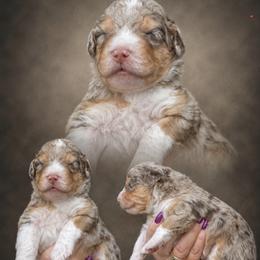 Girl 3, Peanut - Chocolate merle female Bernedoodle puppy in Delphos, Ohio from Route 66 Poodles & Doodles, Sapphire Shih-tzu's of Ohio