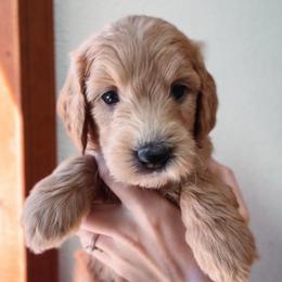 Willow - Apricot female Goldendoodle puppy in Auburn, California from Golden Acre Doodles