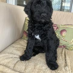 Whoodle Puppies from RockyRiverDoodles