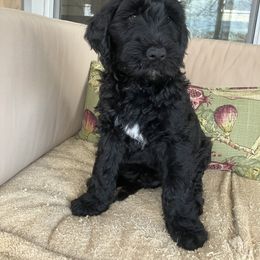 Whoodle Puppies from RockyRiverDoodles