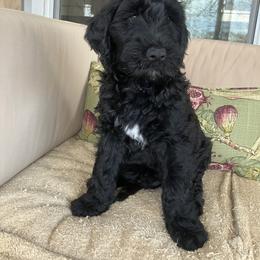 Whoodle Puppies from RockyRiverDoodles