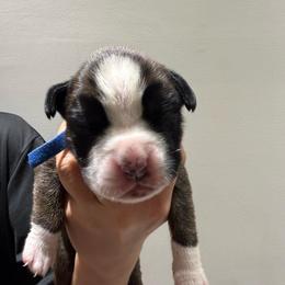 Male (light blue) - Fawn male Boxer puppy in Jamesville, New York from Reynolds Homestead Boxers