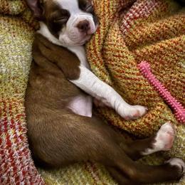 Boston Terrier Puppies from Boston Kup Breeders