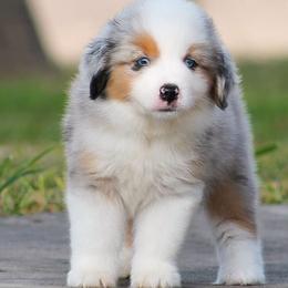 Wyatt - Blue merle male Miniature American Shepherd puppy in San Benito, Texas from Vaquera's Miniature American Shepherds