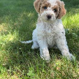 York - Parti male Goldendoodle puppy in Etna, California from SRS Goldendoodles