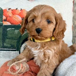 Cinnamon - Red and white female Cockapoo puppy in Preston, Idaho from Shaffer Top Notch Puppies