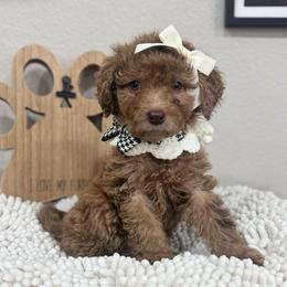 Solara- Purple Collar - Chocolate merle female Bernedoodle puppy in Oak Hills, California from High Desert Doodles