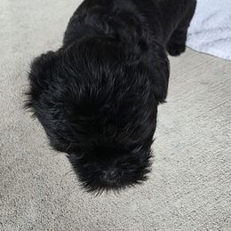 Girl 1 - Black female Affenpinscher puppy in Hastings, Florida from Tamari Affenpinchers and Oakhurst Rhodesians
