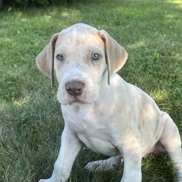 Lilac Fawn Merle Mantle - Mantle merle male Great Dane puppy in Charlotte, Michigan from Blue Diamond Danes