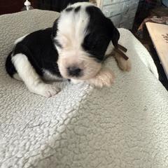 Brown - Black and white female Saint Berdoodle puppy in Walbridge, Ohio from Jeff's St Berdoodles