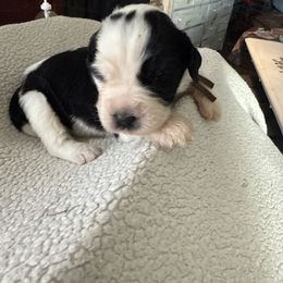 Brown - Black and white female Saint Berdoodle puppy in Walbridge, Ohio from Jeff's St Berdoodles