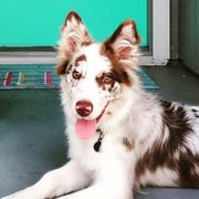 Aussiedoodles and Bordoodles from Texas Made Doodles