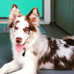 Aussiedoodles and Bordoodles from Texas Made Doodles