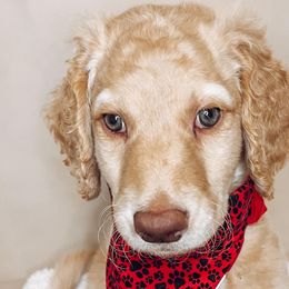 Prancer - Cream Goldendoodle puppy in Barnesville, Georgia from Sweet Peach Doodles