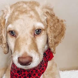 Prancer - Cream Goldendoodle puppy in Barnesville, Georgia from Sweet Peach Doodles
