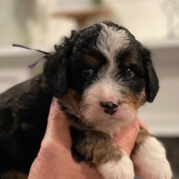 Bernedoodles from FM Berners