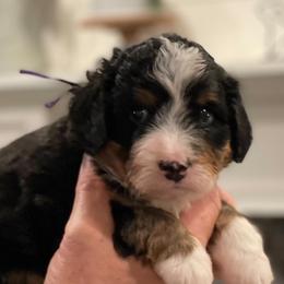 Bernedoodles from FM Berners