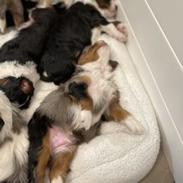 Australian Mountain Doodle and Bernedoodle Puppies from Boxwood Doodles