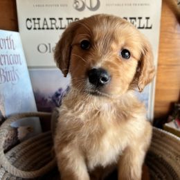 Green - Dark golden male Golden Retriever puppy in Leadore, Idaho from Gunsight Goldens