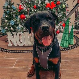 Rottweiler Puppies from Linda Sprouse