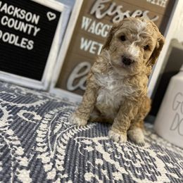 Aussiedoodle and Goldendoodle Puppies from Jackson County Doodles