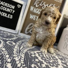 Aussiedoodle and Goldendoodle Puppies from Jackson County Doodles
