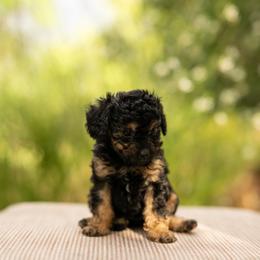 Justice - Black and tan male Cavapoo puppy in St. George, Utah from Ibby Dibby doodles